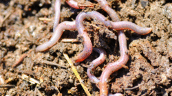 Air Rebusan Cacing, Ini Risiko bagi Kesehatan