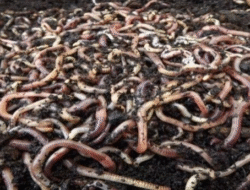 Mengapa Minum Air Rebusan Cacing Berisiko