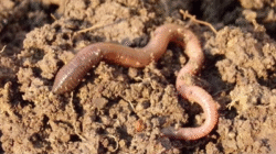 Bahaya Air Rebusan Cacing bagi Kesehatan