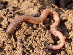 Bahaya Air Rebusan Cacing bagi Kesehatan