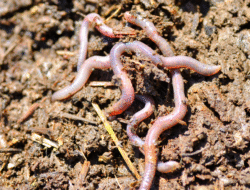 Bahaya Kesehatan dari Air Rebusan Cacing