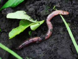 Air Rebusan Cacing, Mengapa Bisa Bahaya bagi Tubuh